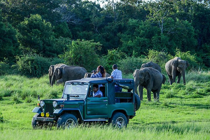 Sri Lankan Wildlife